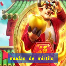 mudas de mirtilo em porto alegre