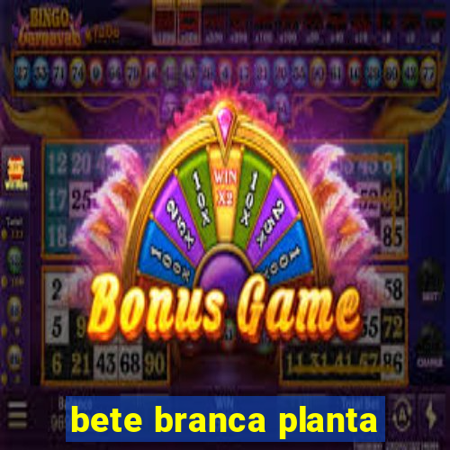 bete branca planta