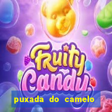 puxada do camelo no jogo do bicho